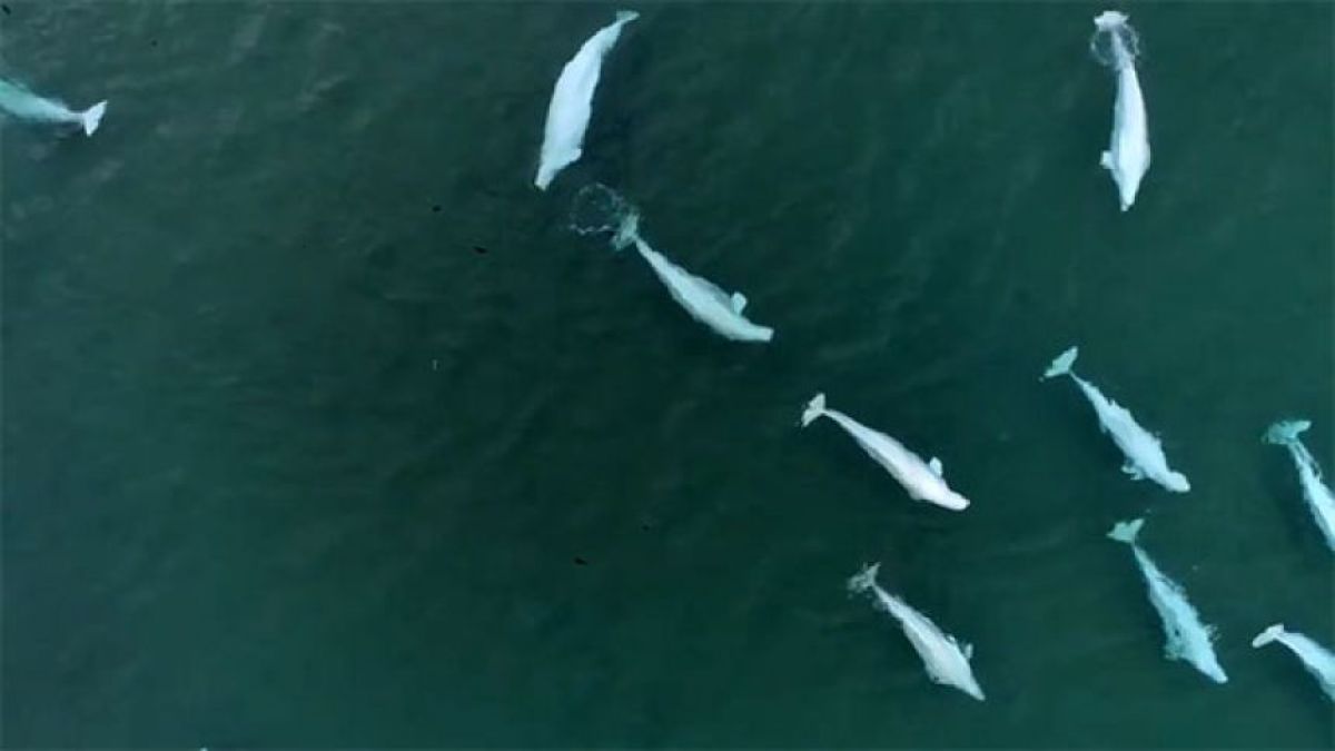 シロイルカの奔放な性生活の理由。近親交配を避け多様な子を残す生存戦略