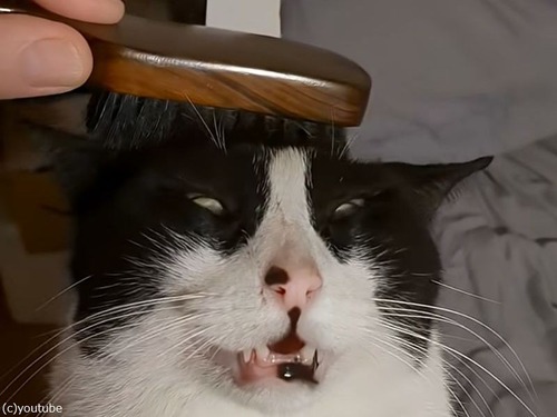 「うちの猫は頭をブラッシングされると…魂が抜けた表情になる」（動画）