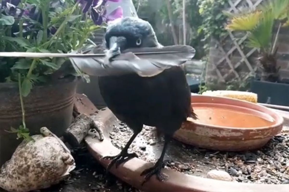 視線のレーザービームでロックオン。我が物顔で家に出入りする野生の鳥との友情物語