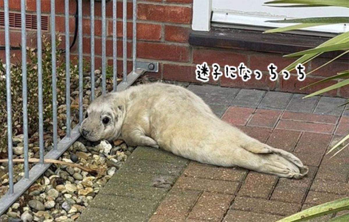 住宅街の玄関に迷子のアザラシがちょこん。郵便配達員が発見し無事保護