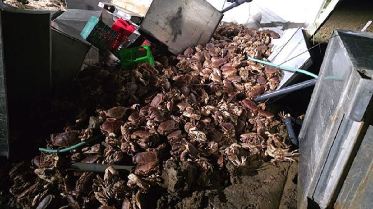 横転したトラックから1万5000匹のカニが大脱走、村人総出の回収作戦