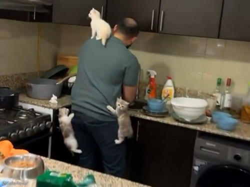 「むしろ天国…」子猫たちにエサをあげるのに2分遅れたとき