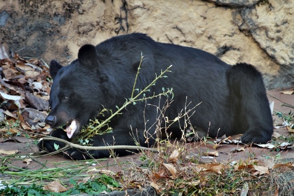 【画像】ドローンでクマよけスプレー噴射　宮城県石巻市が全国に先駆け導入へ