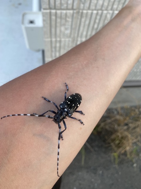 【画像】ヤバイ虫いるんだけど何これ？