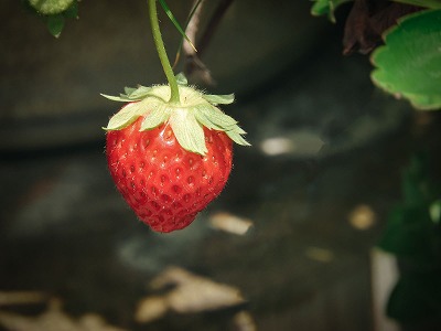 【悲報】農業系YouTuber、何者かに薬剤を撒かれ200万円分のいちごが被害に遭ってしまう・・・・