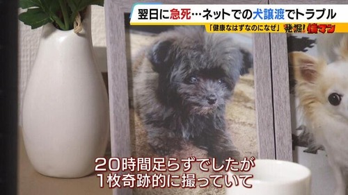 【悲報】ジモティーで「子犬」を引き取った夫婦、とんでもない事実が明らかになりブチギレへwww
