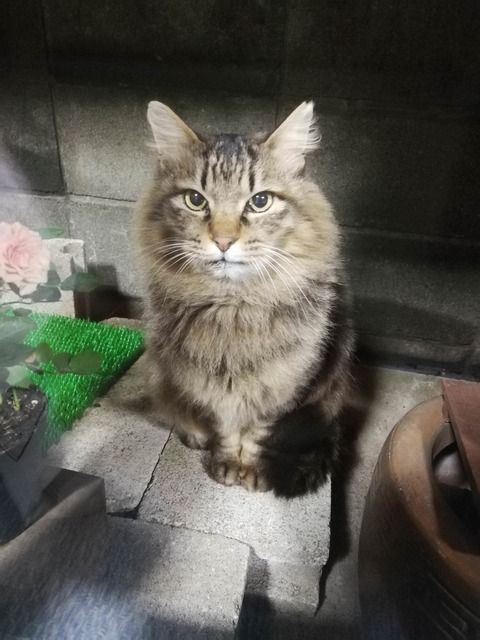 マザコン夫と離婚して3年程たった頃に電話がきた。元夫「久しぶりやな。十分反省したか？俺の電話待ってたんやろ？」私「は？」元夫「そろそろオカンも許してやってもいいらしいぞ」