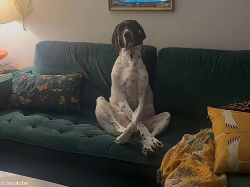 「夜遅くに帰宅したら、機嫌が悪そうな愛犬と目が合ったとき…」（動画）