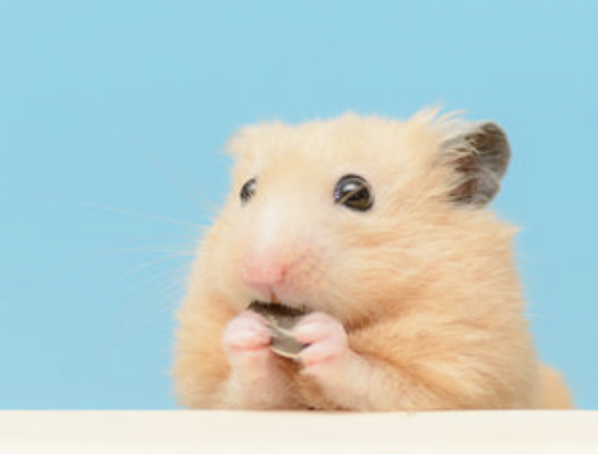 【画像】ハムスター系男子の時代、ガチで到来www