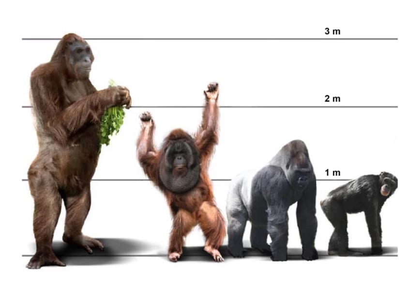 体長が3mもあった史上最大の類人猿「ギガントピテクス」が絶滅した理由