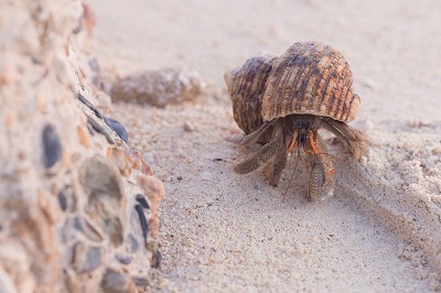 【動画】ヤドカリ、一日中ケツを掻いている事が判明するwww