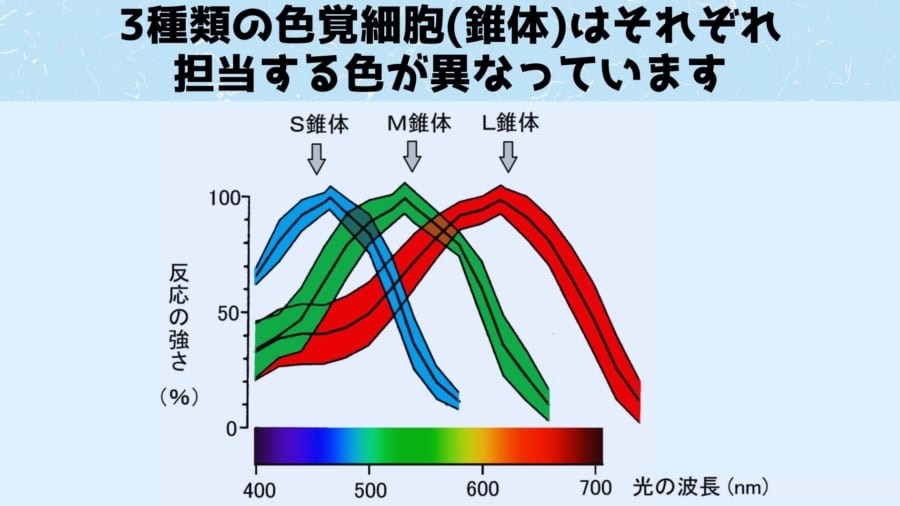 「私の赤とあなたの赤は違う色？」誰もが一度は考える疑問に色覚細胞の研究が意外な回答