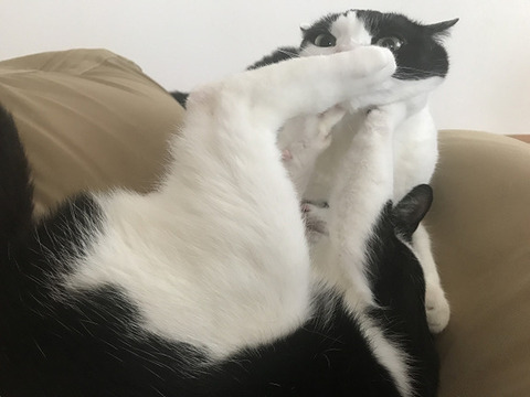 毎回食事を残す彼女。俺「俺は食べ物を粗末にするのは嫌いだ」→次のデートで彼女が完食。俺「頑張れば食べれるのになんで今まで食べなかったの？」→理由にドン引きした…