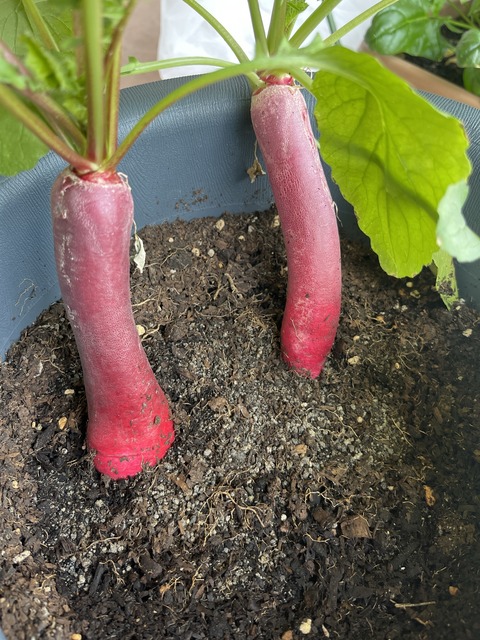 【画像】60日目のはつか大根、限界突破www