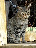 愛猫を「下品」と言われた飼い主の心の叫び