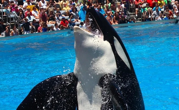 【画像】シャチトレーナーのお姉さんがドスケベすぎるwww