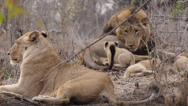 子ライオンを小突いたライオンの父ちゃん、母ちゃんに叱られる