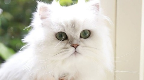 【衝撃】頼んでもない料理が次々とテーブルに運ばれてきた！私「頼んでないです」店員「でも伝票には書いてあるんで」→会計時、店員「5200円です」私「は？」