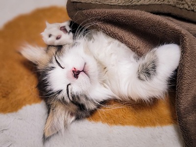 【画像】ワイJD、寒すぎて猫ちゃんと一緒に入浴するwww