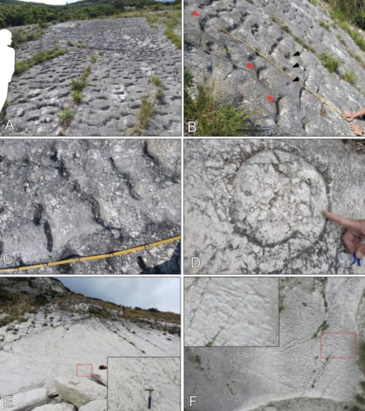 8000万年前の「ウミガメの大移動」をイタリアで発見