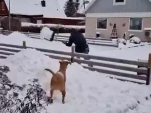 雪かきは重労働だけど…雪遊びが好きな犬いるとこうなる