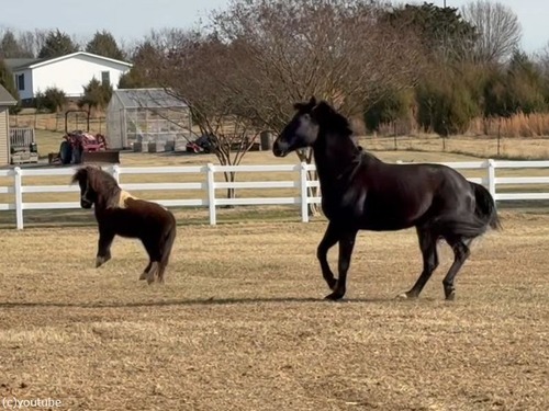 ポニーが大きな馬にぶつかりそうになって…かわいいリアクション（動画）