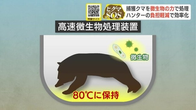 捕獲されたクマ、微生物の力で処理される
