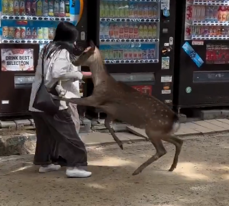 奈良公園でシカを蹴ろうとした観光客→シカが即カウンターキック