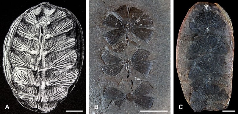 古代植物だと思った化石が実は「カメ」だった！研究者「ナエトルと名付けよう」