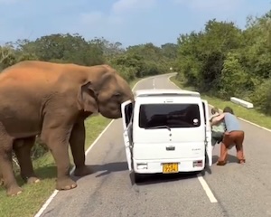 【動画】スズキ・エブリイ乗りさん、巨大生物にドアを引きちぎられてしまう(@_@;)