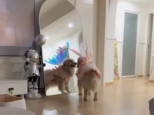 乙女にしか見えない犬「私きれい?」と鏡の前でうっとりする