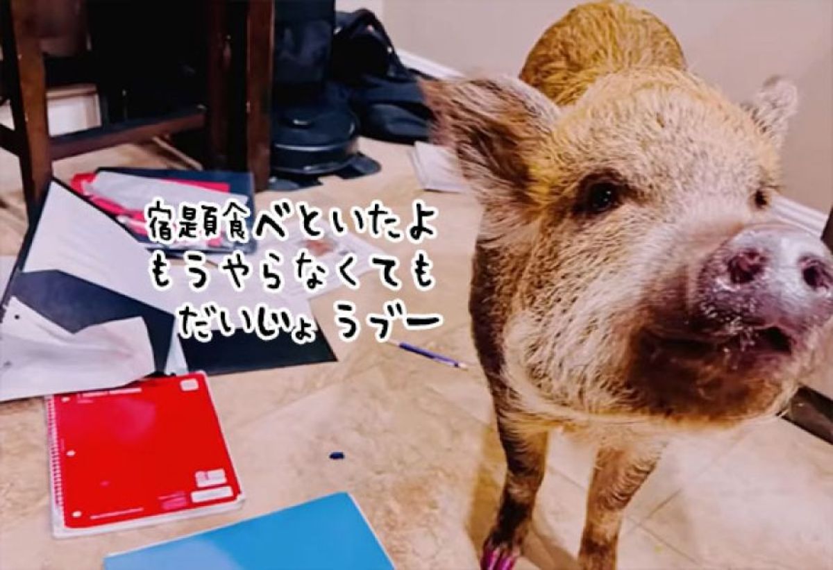 「ブタが宿題を食べてしまい、できませんでした」は言い訳じゃなく本当だった！