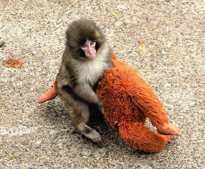 【画像】おさるのパンチくん、ガチで世界へ。BBCとニューヨーク・タイムズが特集を組む異例の事態にｗｗｗ