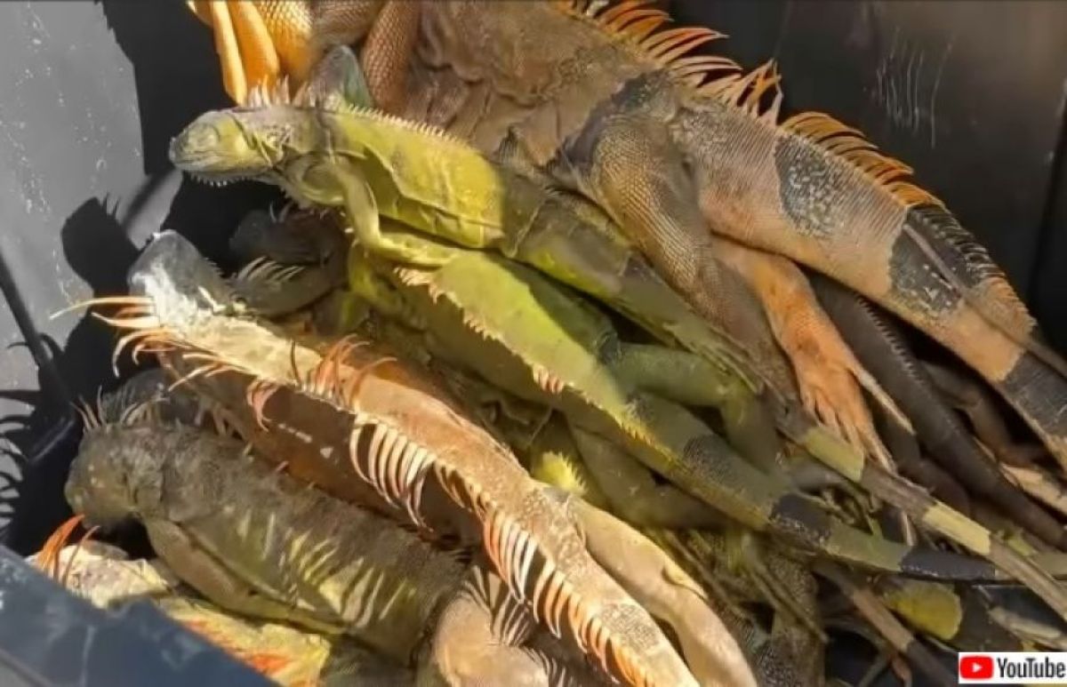 フロリダが寒すぎてイグアナが木から落ちる事案が相次ぐ