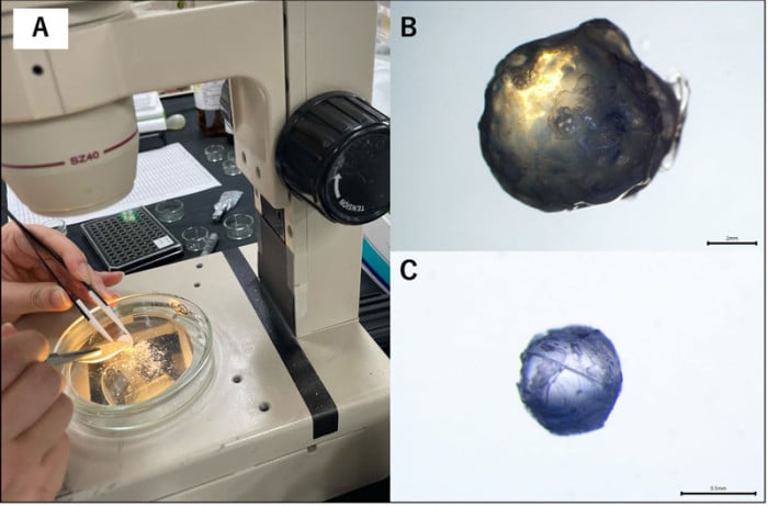 カツオの眼球から「回遊履歴」を推定する手法を開発！