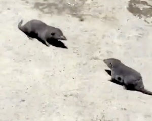 【動画】視力がほとんど無いと言われるトガリネズミ同士の戦い。