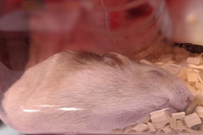 【警告】研究者「マウスを”絶対に寝せない”ようにしたらどうなるんやろ…？」→ 結果がグロすぎる