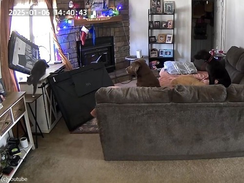「犬2匹と猫1匹…テレビを倒したのは誰!?」防犯カメラに映っていた犯行現場（動画）