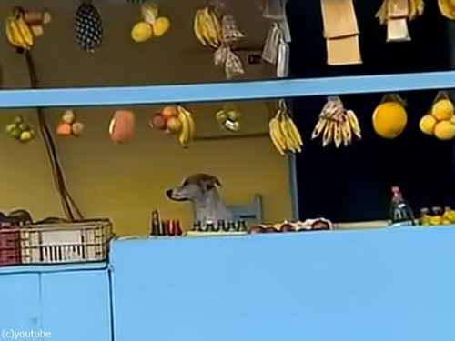 「ブラジルのフルーツ店に行ったら…売り子が犬だったとき」（動画）
