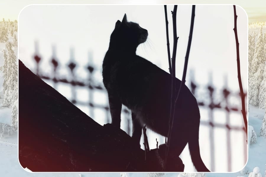 北欧で自然発生した猫の”新毛色”「サルミアッキ」が登場！【どんな柄か予想してみよう】