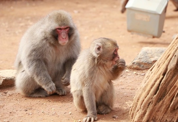 【驚愕】人間のDNAを入れたサルの末路、想像以上にヤバいことになってしまう････！