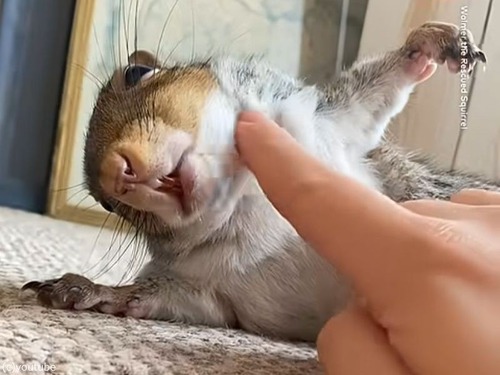 弱点がわかりやすいリス…首の下をナデられてメロメロに（動画）