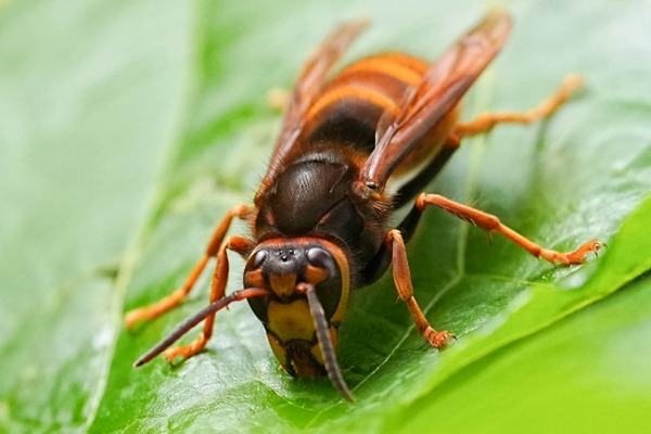 【大惨事】スズメバチ食べるマン、無事死亡････････。