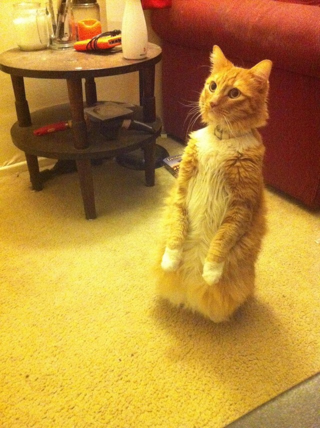 夜中に見ると危険な画像貼るのだ