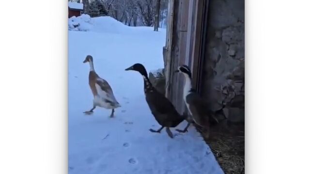 カモさんたちの気持ち、よく分かる