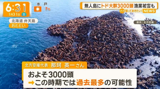 トド、3000頭が無人島に押し寄せるwww