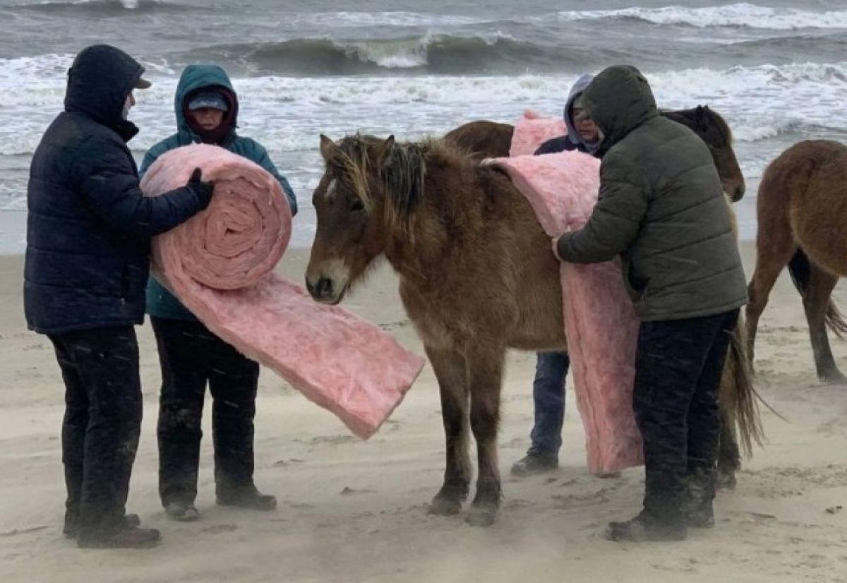 多くの人が信じた「寒さのため断熱材に包まれた野生馬の写真」は生成AIだった