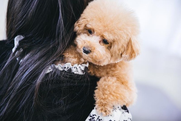 【画像】バカ女「結婚するからワンコとニャンコ手放します！」(施設にﾎﾟｲｯ→批判殺到www