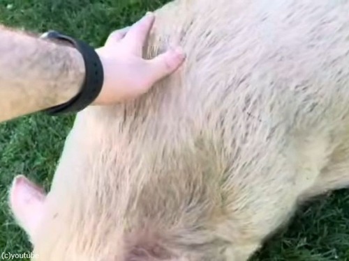 押すと「ブヒッ」と鳴いてくれるブタさん（動画）