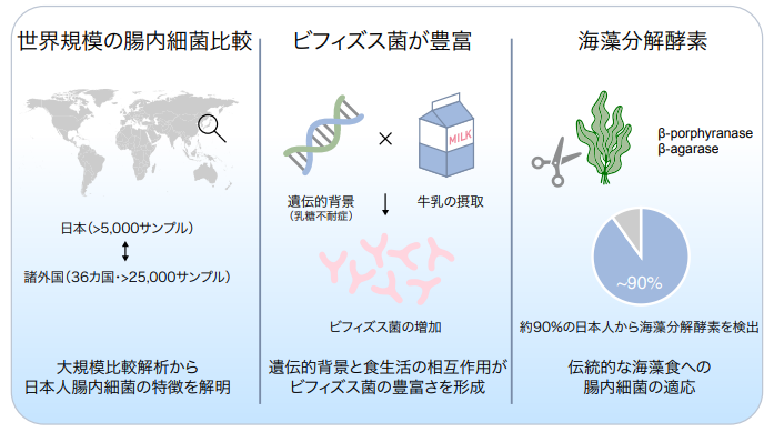 日本人の腸内細菌は世界の人とどう違うのか？調査した結果
